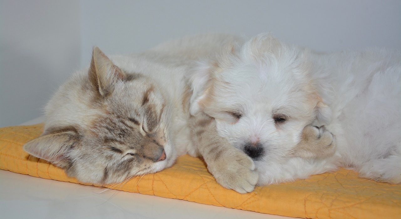 Blog: Katze und Hund schlafen