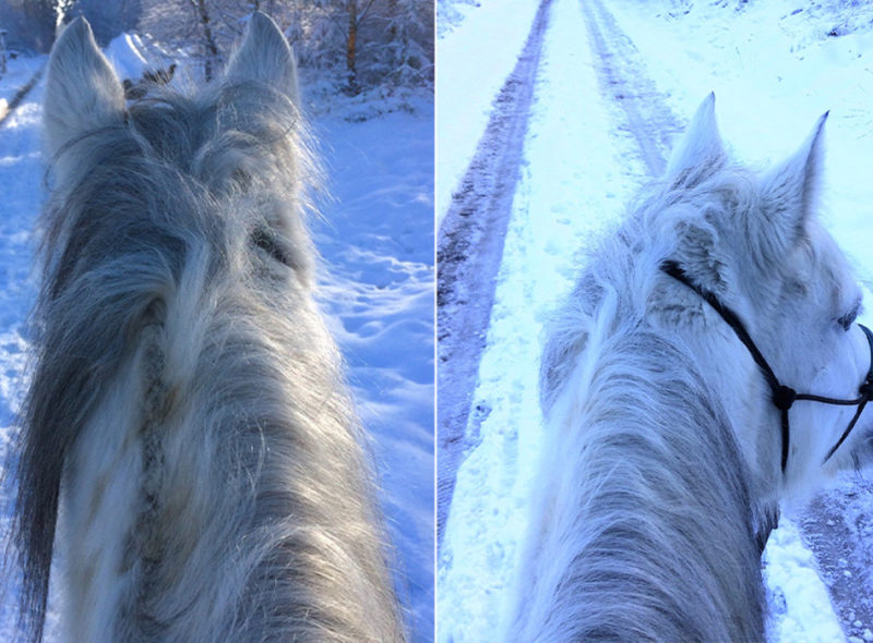 Blog: Fake News / Pony Ausflug im Schnee